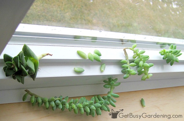 How to Propagate Succulents in the Winter - Bless My Weeds| Succulents, Succulent Care, Winter Gardening, Winter Gardening Tips and Tricks, Succulent Gardening, Gardening Hacks, Indoor Gardening, Popular Pin #Succulents #Gardening