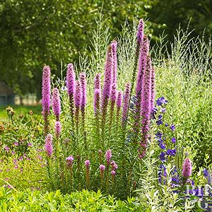 Plant Encyclopedia: Blazing Star - Bless My Weeds| Blazing Star, Blazing Star Plants, Gardening, Garden Care, Landscape Care, Growing Blazing Star, How to Care for Blazing Star, Gardening, Gardening 101 #BlazingStar #Gardening #Landscape #BlazingStarCare