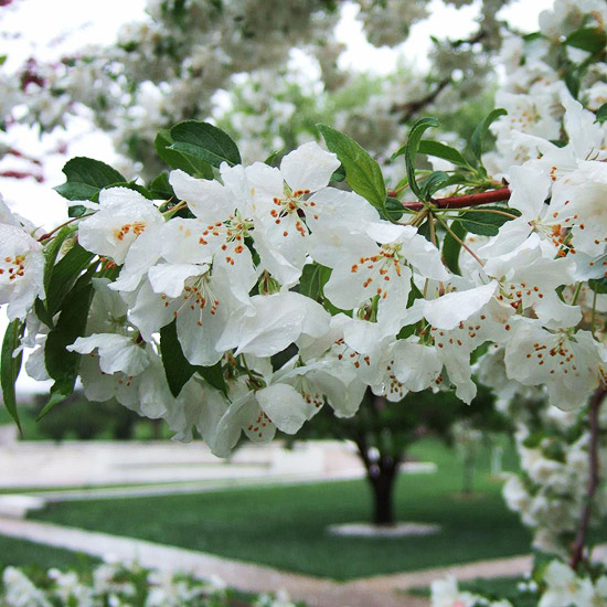How to Choose the Right Crabapple Variety Bless My Weeds