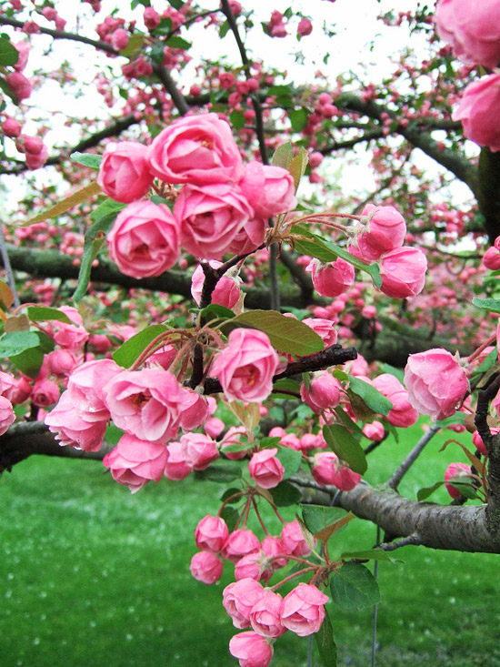 How to Choose the Right Crabapple Variety - Bless My Weeds| Gardening, Growing Crabapples, How to Grow Crab Apples, Fruit Tree, Fruit Tree Gardening, Gardening Hacks, Popular Pin #Crabapples #Gardening