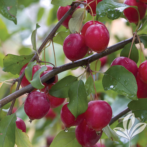 sargent crabapple fruit