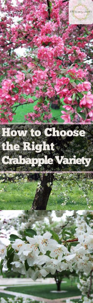 How to Choose the Right Crabapple Variety - Bless My Weeds| Gardening, Growing Crabapples, How to Grow Crab Apples, Fruit Tree, Fruit Tree Gardening, Gardening Hacks, Popular Pin #Crabapples #Gardening