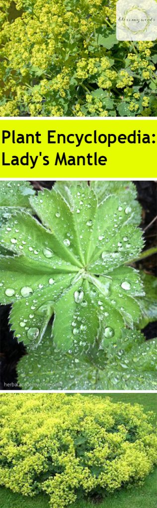 Plant Encyclopedia: Lady's Mantle - Bless My Weeds| Lady's Mantle, Growing Lady's Mantle, How to Grow Lady's Mantle, Gardening, Gardening 101, Gardening Tips and Tricks, How to Plant Care, Plant Care TIps and Tricks, Easy Plant Care Ideas, Plant Care, Popular Pin #LadysMantle #PlantCare #EasyPlant Care