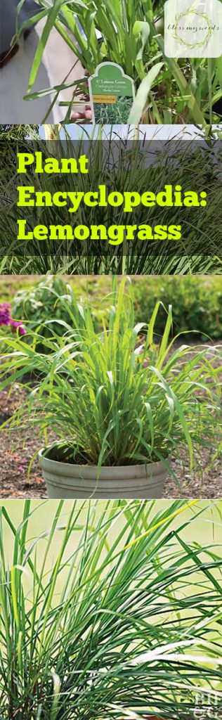 Plant Encyclopedia: Lemongrass - Bless My Weeds| Gardening, How to Grow Lemongrass, Gardening 101, Indoor Gardening, Gardening Tips and Tricks #Lemongrass #Gardening