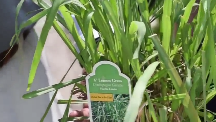 Plant Encyclopedia: Lemongrass - Bless My Weeds| Gardening, How to Grow Lemongrass, Gardening 101, Indoor Gardening, Gardening Tips and Tricks #Lemongrass #Gardening