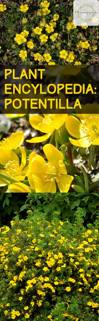 Plant Encylopedia: Potentilla - Bless My Weeds| Gardening, Gardening Hacks, How to Grow Potentilla, Growing Flowers, How to Grow Flowers, Gardening 101, Popular Pin #Potentilla #Garden