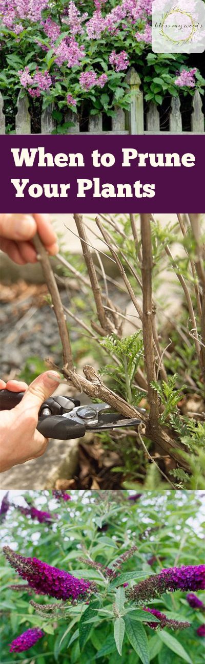 When to Prune Your Plants ~ Bless My Weeds