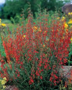 9 Beautiful Perennials to Start from Seed ~ Bless My Weeds