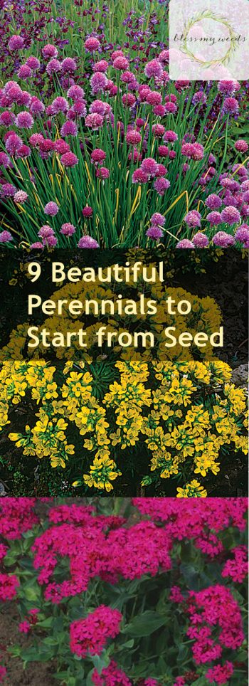 9 Beautiful Perennials to Start from Seed - Bless My Weeds| Perennial, Perennial Plants, Perennial Gardening, Perennial Gardening TIps and Tricks, Gardening, Growing Perennials, How to Grow and Care for Perennials, Perennial Care Tips and Tricks, Popular Pin #Gardening #Perennials #PerennialCare 