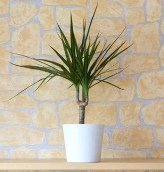 Indoor Trees That Are Guaranteed to Liven Up Any Space| Indoor Gardening, Indoor Gardening Hacks, Gardening, Gardening Hacks, Growing Trees, How to Grow Indoor Trees, Gardening 101, Quick and Easy Gardening Hacks, Popular Pin #IndoorGarden #IndoorGardening