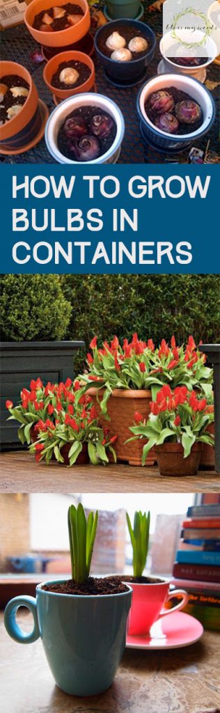 How to Grow Bulbs in Containers - Bless My Weeds| Bulbs, How to Grow Bulbs, How to Grow Bulbs In Containers, Gardening, Gardening Tips and Tricks, Easy Gardening TIps and Tricks. #Gardening #ContainerGardening #BulbGardening