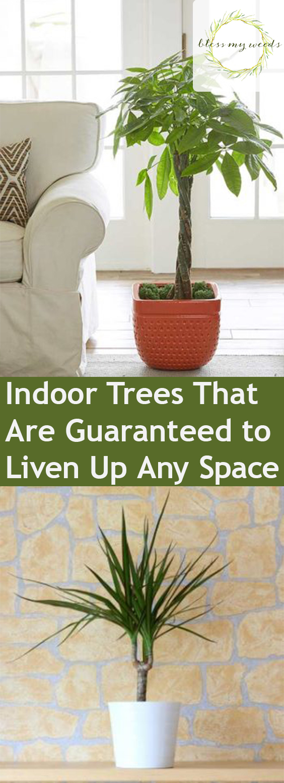 Indoor Trees That Are Guaranteed to Liven Up Any Space| Indoor Gardening, Indoor Gardening Hacks, Gardening, Gardening Hacks, Growing Trees, How to Grow Indoor Trees, Gardening 101, Quick and Easy Gardening Hacks, Popular Pin #IndoorGarden #IndoorGardening