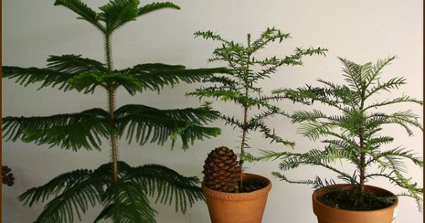 Indoor Trees That Are Guaranteed to Liven Up Any Space ...