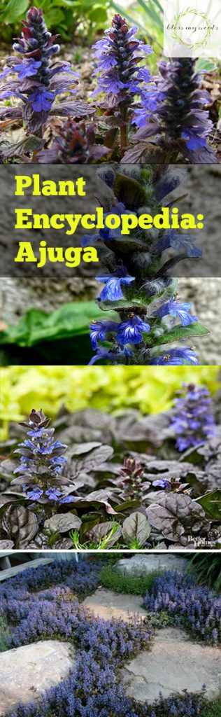 Plant Encyclopedia: Ajuga - Bless My Weeds| Ajuga, Ajuga Plant, Ajuga Plant Care, Plant Care Tips and Tricks, Gardening, Garden, Gardening Tips and Tricks, Caring for Ajuga, How to Care for Ajuga, Landscape, DIY Landscape #Ajuga #PlantCare #Gardening