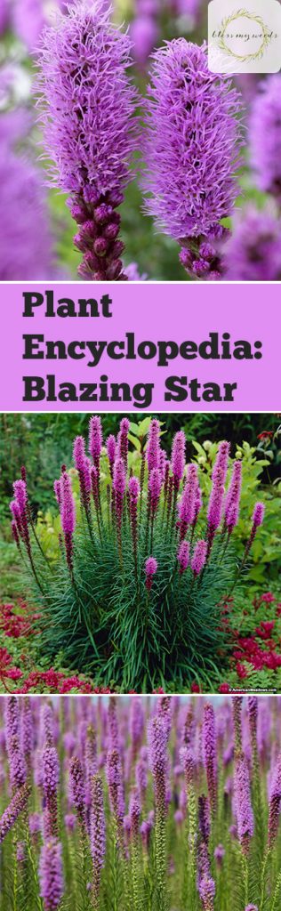 Plant Encyclopedia: Blazing Star - Bless My Weeds| Blazing Star, Blazing Star Plants, Gardening, Garden Care, Landscape Care, Growing Blazing Star, How to Care for Blazing Star, Gardening, Gardening 101 #BlazingStar #Gardening #Landscape #BlazingStarCare