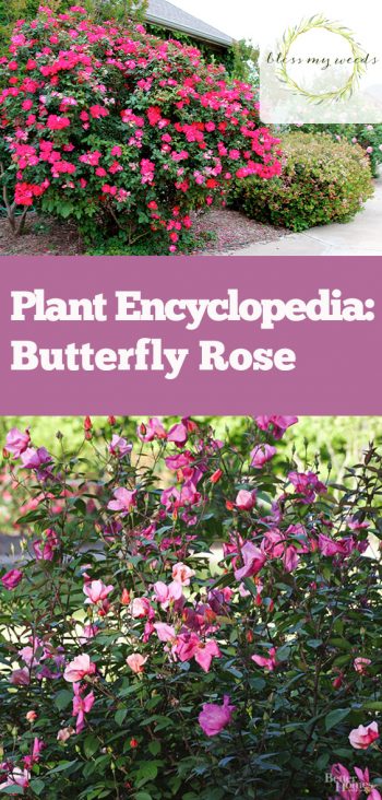 Plant Encyclopedia: Butterfly Rose - Bless My Weeds| Butterfly Rose, Butterfly, Gardening, Growing Rose, Growing Butterfly Rose, How to Grow Butterfly Rose, Gardening 101, Gardening Tips and Tricks, Popular Pin #Gardening #ButterflyRose