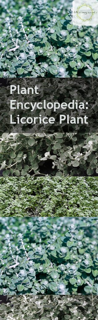 Plant Encyclopedia: Licorice Plant - Bless My Weeds| Licorice Plant, Licorice Plant Care, Plant Care, Caring for Licorice Plant, How to Care for Licorice Plant, Landscaping, Plant Care Ideas, Easy Plant Care, Popular Pin #LicoricePlant #Gardening #PlantCare