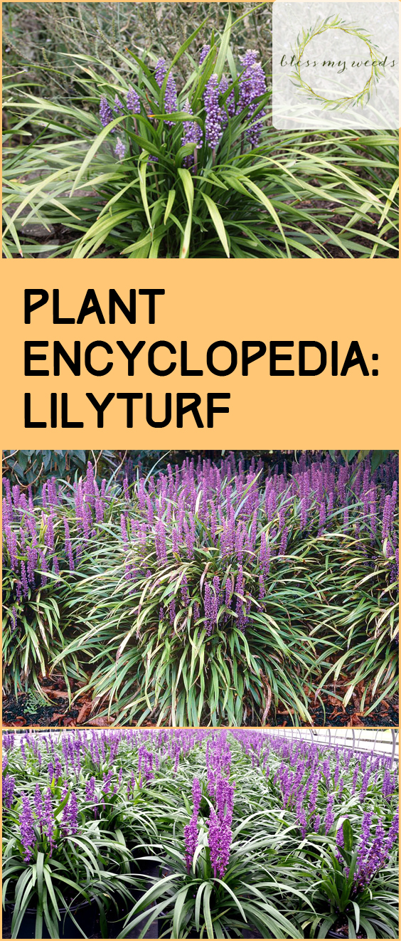 Plant Encyclopedia: Lilyturf - Bless My Weeds| Lilyturf, Lilyturf Care, Caring for Lilyturf, How to Care and Maintain Lilyturf, Gardening, Gardening TIps, Gardening TIps and Tricks, Plant Encyclopedia. #Gardening #Lilyturf