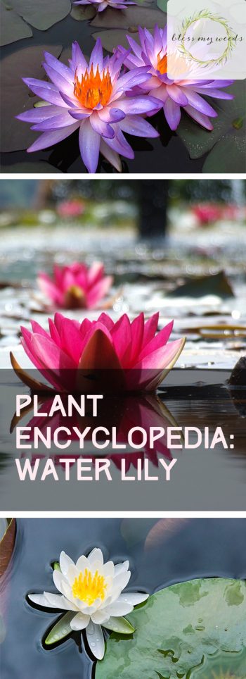 Plant Encyclopedia: Water Lily| Water Lily, Growing Water Lily, How to Grow Water Lily, Gardening, Gardening Tips and Tricks, Gardening 101, How to Grow Water Lily In Your Yard, Landscaping, Landscaping Tips and Tricks, Popular Pin #WaterLily #Landscaping