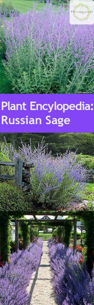 Plant Encylopedia: Russian Sage - Bless My Weeds| Caring for Russian Sage, How to Care for Russian Sage, Gardening, Gardening Hacks, Gardening 101, How to Care for Russian Sage, Caring for Russian Sage, Plant Care, Popular Pin #Gardening #RussianSage