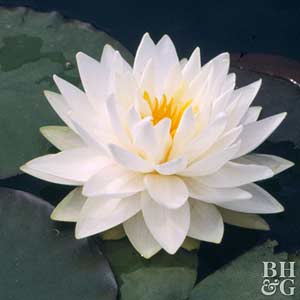 Plant Encyclopedia: Water Lily| Water Lily, Growing Water Lily, How to Grow Water Lily, Gardening, Gardening Tips and Tricks, Gardening 101, How to Grow Water Lily In Your Yard, Landscaping, Landscaping Tips and Tricks, Popular Pin #WaterLily #Landscaping