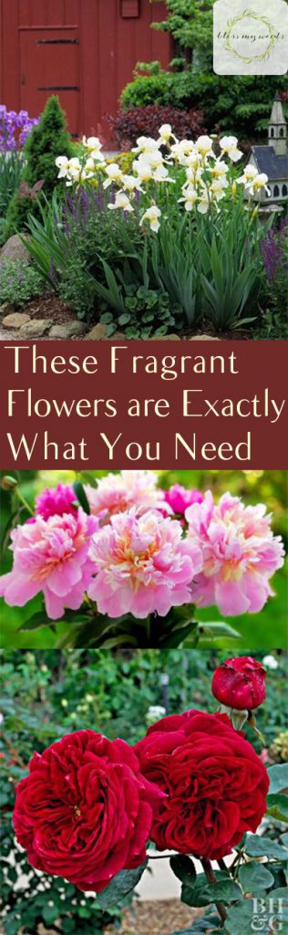 These Fragrant Flowers are Exactly What You Need - Bless My Weeds| Flowers, Flower Care, How to Care for Flowers, Easily Care for Flowers, Gardening, Gardening Care, Easy Gardening Care, Flowers for Gardens #Gardening #FlowerCare #Garden #Landscape 