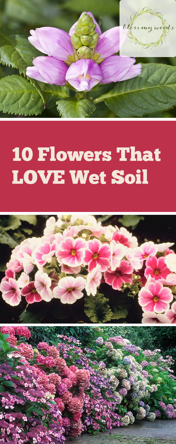 10 Flowers That LOVE Wet Soil Bless My Weeds