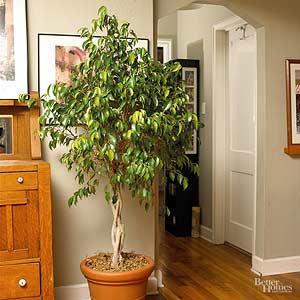 Plant Encylopedia: Ficus - Bless My Weeds| Gardening, Gardening Tips, Gardening Hacks, Garden Hacks, DIY Garden Ideas, Gardening Ideas, Indoor Gardening, Indoor Gardening Ideas, Indoor Gardening for Beginners #Gardening #GardenIdeas #IndoorGarden