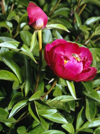 How to Divide Peonies - Bless My Weeds| Garden, Gardening, Gardening for Beginners, Peonies, Peonies Garden, Peony Garden, Caring for Peonies , Peonies how to Grow, Peonies Care Tips #PeonyGarden #PeoniesHowtoGrow #Gardening #FlowerGardening #FlowerGardeningforBeginners 