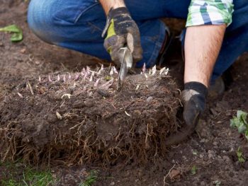 How to Divide Peonies - Bless My Weeds| Garden, Gardening, Gardening for Beginners, Peonies, Peonies Garden, Peony Garden, Caring for Peonies , Peonies how to Grow, Peonies Care Tips #PeonyGarden #PeoniesHowtoGrow #Gardening #FlowerGardening #FlowerGardeningforBeginners 