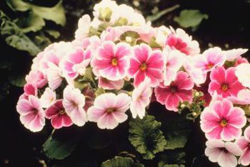 10 Flowers That LOVE Wet Soil - Bless My Weeds| Garden Ideas, Gardening, Garden, Gardening for Beginners, Plants, Flower Garden, Flower Garden Ideas, Flower Gardening #FlowerGarden #FlowerGardenIdeas #FlowerGardening #GardeningforBeginners, Garden #Gardening