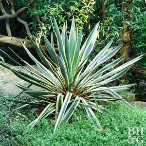 Plant Encyclopedia: Yucca - Bless My Weeds| Yucca Plant, Gardening, Garden Ideas, Front Garden Ideas, Garden Ideas, Flower Garden Ideas, Gardening for Beginners, Outdoor DIY #Gardening #YuccaPlant #GardenIdeas #OutdoorDIY