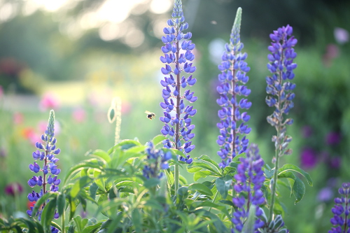 Perfect Perennials for the Pacific Northwest ~ Bless My Weeds