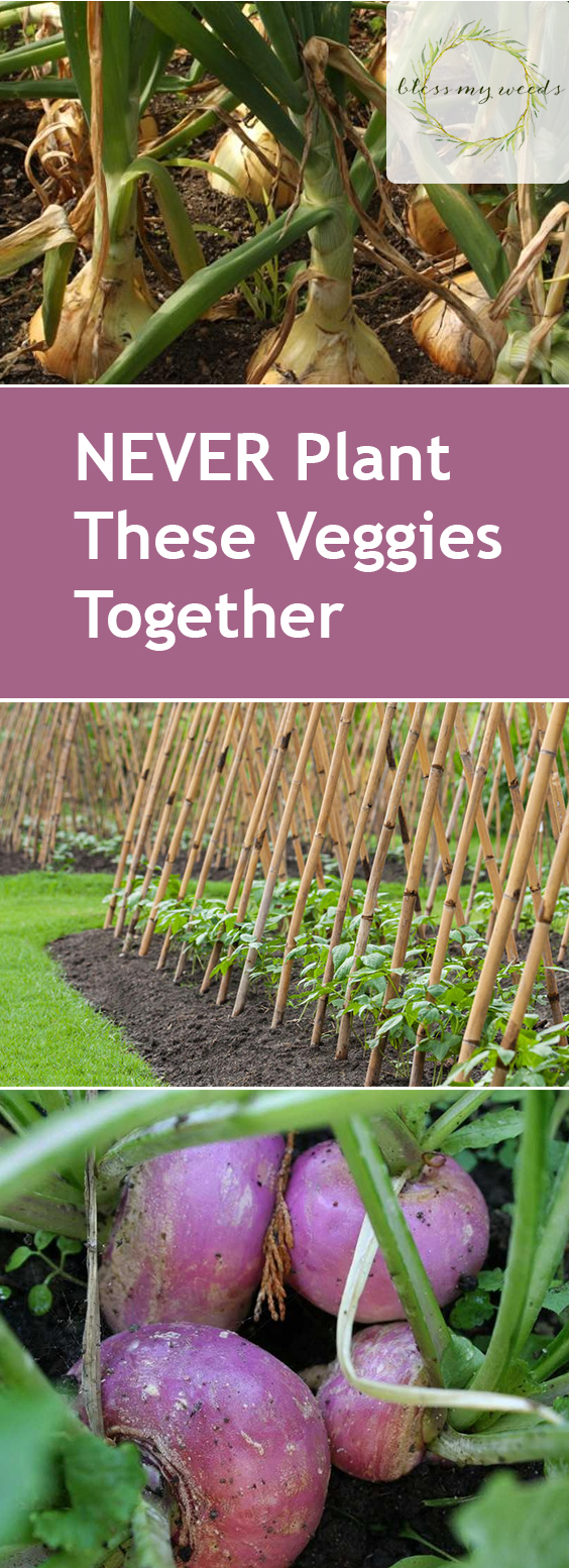 vegetable-gardening-never-plant-these-veggies-together-bless-my-weeds