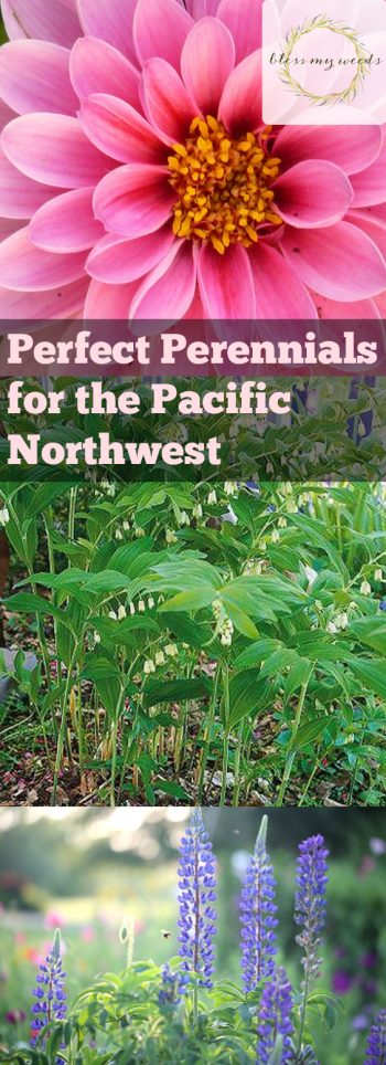 Perfect Perennials for the Pacific Northwest - Bless My Weeds| Perennial Plants, How to Grow Perennial Plants, Growing Perennial Plants, Easily Grow Perennial Plants, Perennial Care, Gardening, Gardening Care Tips, Tips for Gardening Care #Perennial #PerennialGardening #Gardening