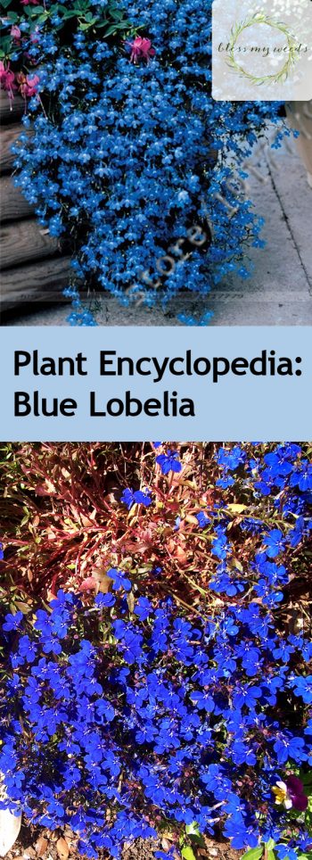 Plant Encyclopedia Blue Lobelia| Garden Ideas, Gardening, Garden, Gardening for Beginners, Plants, Blue Lobelia, Blue Lobelia In Pots, Blue Lobelia Care #Gardening #Garden #GardeningforBeginners #BlueLobeliaCare #BlueLobeliaInPots