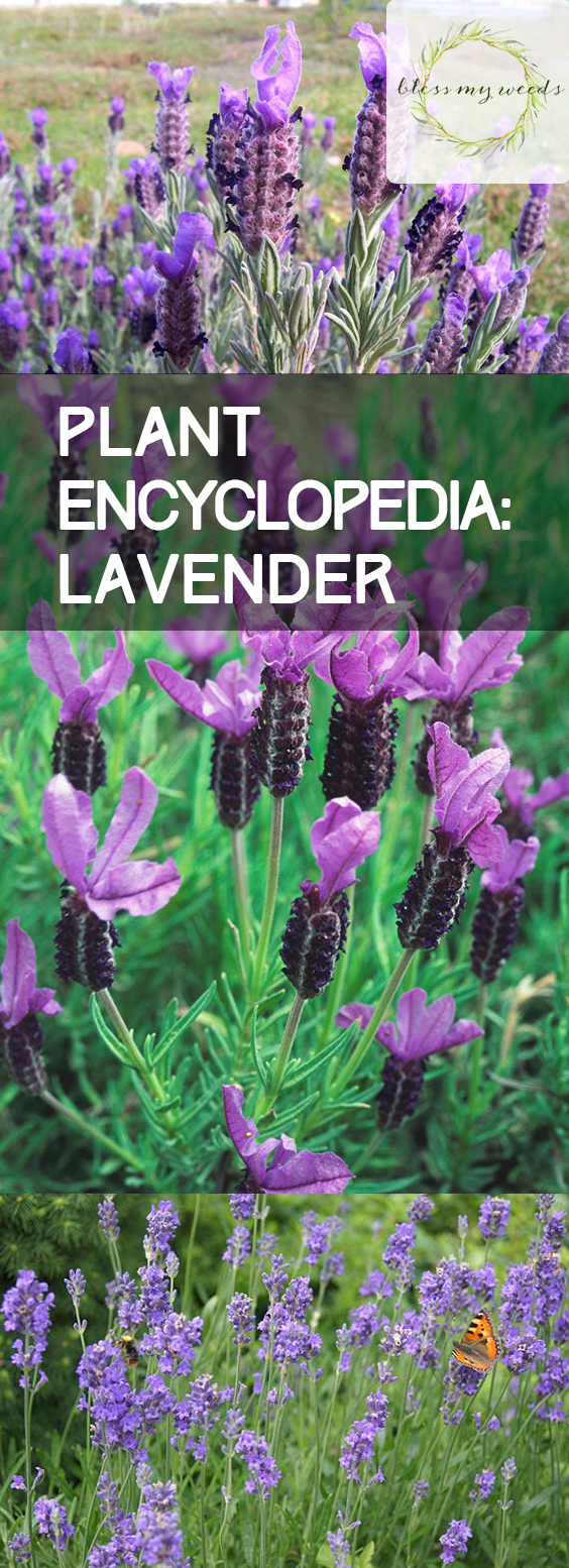 Plant Encyclopedia Lavender Bless My Weeds