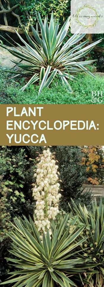 Plant Encyclopedia: Yucca - Bless My Weeds| Yucca Plant, Gardening, Garden Ideas, Front Garden Ideas, Garden Ideas, Flower Garden Ideas, Gardening for Beginners, Outdoor DIY #Gardening #YuccaPlant #GardenIdeas #OutdoorDIY