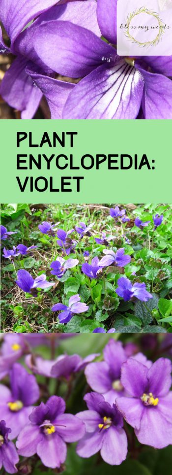 Plant Enyclopedia: Violet - Bless My Weeds| Growing Violet, How to Grow Violet, Plant Care, DIY Plant Care, Gardening, Gardening TIps, Gardening TIps and Tricks, Gardening Care, Popular Pin #Violet #Gardening #Landscaping #PlantCare