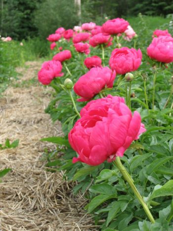 How to Divide Peonies - Bless My Weeds| Garden, Gardening, Gardening for Beginners, Peonies, Peonies Garden, Peony Garden, Caring for Peonies , Peonies how to Grow, Peonies Care Tips #PeonyGarden #PeoniesHowtoGrow #Gardening #FlowerGardening #FlowerGardeningforBeginners 