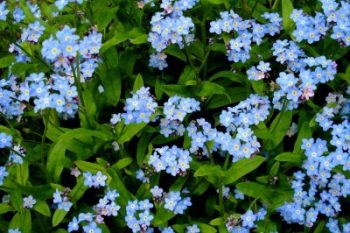 10 Flowers That LOVE Wet Soil - Bless My Weeds| Garden Ideas, Gardening, Garden, Gardening for Beginners, Plants, Flower Garden, Flower Garden Ideas, Flower Gardening #FlowerGarden #FlowerGardenIdeas #FlowerGardening #GardeningforBeginners, Garden #Gardening