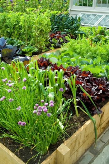 Planning on vegetable gardening? Keep these gardening tips and tricks in mind! A simple guide to avoid planting the wrong veggies next to each other ever again. Vegetable gardening hacks that you never knew about until now! Ideas to help you grow the perfect vegetables.