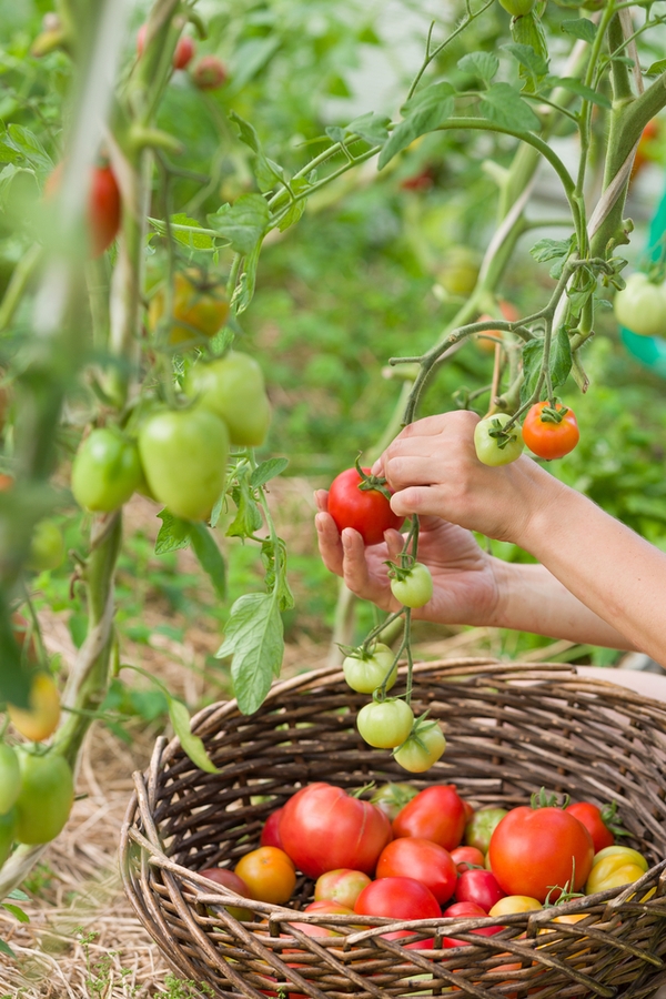 Vegetable Gardening NEVER Plant These Veggies Together