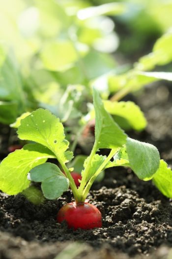 Planning on vegetable gardening? Keep these gardening tips and tricks in mind! A simple guide to avoid planting the wrong veggies next to each other ever again. Vegetable gardening hacks that you never knew about until now! Ideas to help you grow award winning vegetables. 