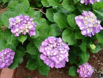 How to Care for Hydrangeas - Bless My Weeds| Hydrangea Care, Garden Ideas, Flower Garden Ideas, Flower Garden, Garden Ideas, Flower, Plant Care 