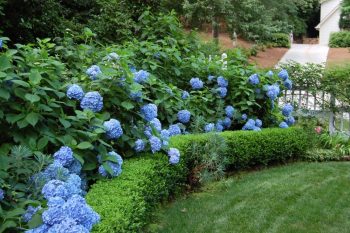 How to Care for Hydrangeas - Bless My Weeds| Hydrangea Care, Garden Ideas, Flower Garden Ideas, Flower Garden, Garden Ideas, Flower, Plant Care 