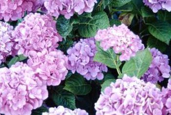 How to Care for Hydrangeas - Bless My Weeds| Hydrangea Care, Garden Ideas, Flower Garden Ideas, Flower Garden, Garden Ideas, Flower, Plant Care 