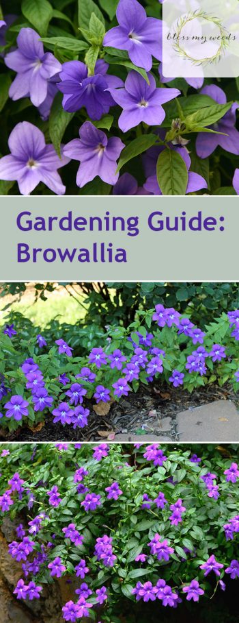 Gardening Guide: Browallia - Bless My Weeds | Flower Garden, Flower Garden Ideas, Gardening, Backyard Gardening Ideas, Simple Gardening Ideas, Flower Garden Care Tips