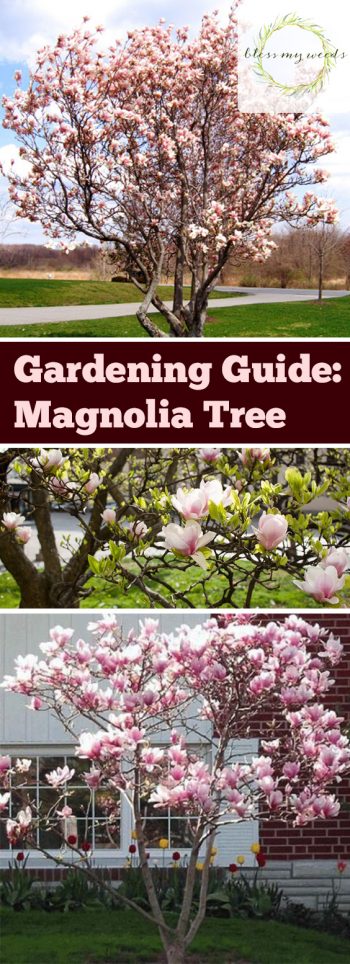 Gardening Guide Magnolia Tree - Bless My Weeds| Garden Ideas Trees, Garden Ideas DIY, Backyard Garden Ideas, Front Garden Ideas, Trees, Tree Gardening 