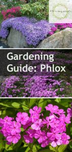 Gardening Guide: Phlox ~ Bless My Weeds